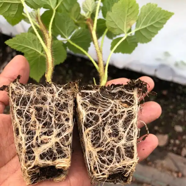 superioridad del bioestimulante radicular ROOTECH