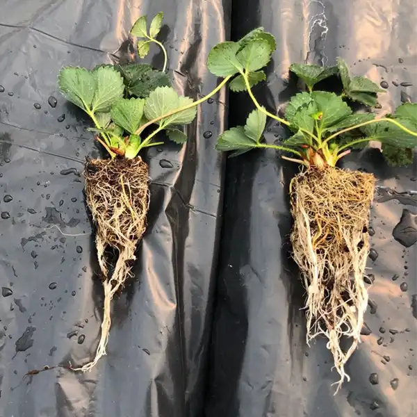 Comparativa de Rootech enraizador agrícola con otros productos