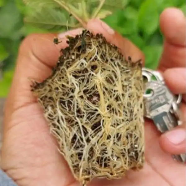 Rootech enraizador agrícola de alta efectividad