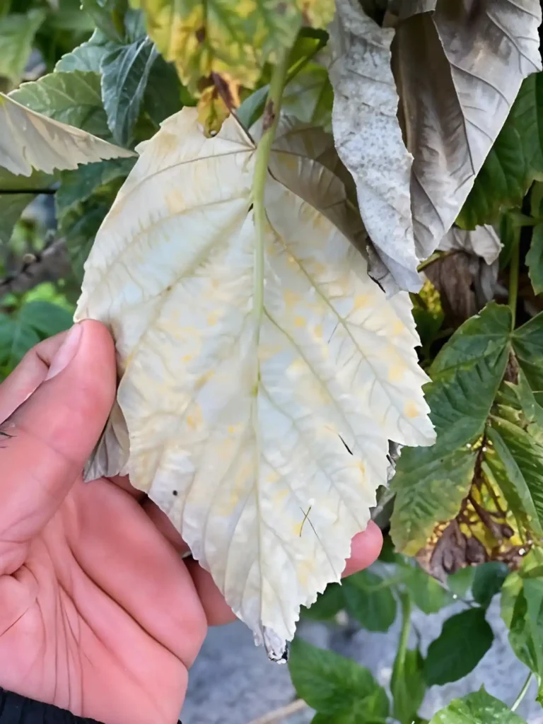 desinfectante de suelo agrícola ANTISEPTIKA es la solución para roya, cenicilla y tizón