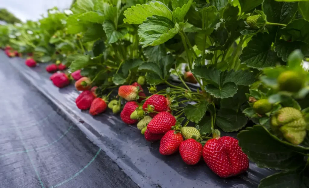 cultivos sanos y fuetes con benaiah agrum